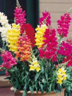 โทดแฟล็กซ์ (Toadflax / Baby Snapdragon) คละสี / 300 เม็ด (UK)*