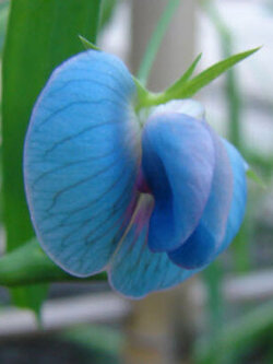 สวีทพี (Sweet Pea) โทนสีฟ้า คละ / 10 เม็ด (Malta)