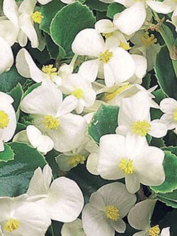 บิโกเนียใบมัน (Begonia Wax) ขาว / 50 เม็ด (USA)*