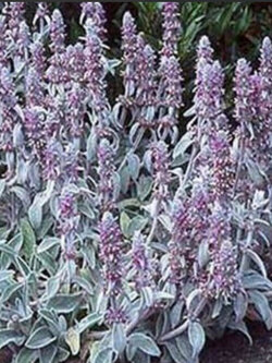 หูแกะ (Lamb's Ear) / 50 เม็ด (USA)*