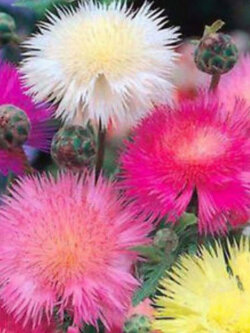 สวีท สุลต่าน (Sweet Sultan / Centaurea Moschatam) คละ / 50 เม็ด*