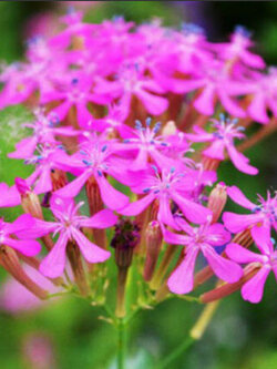 แคทฟลาย - คาร์มาย พิ้งค์ (Catchfly - Carmine Pink) / 1,500 เม็ด (UK)*