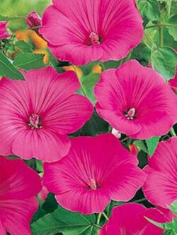 ชบาฝรั่ง (Rose Mallow - Loveliness) / 100 เม็ด (USA)*