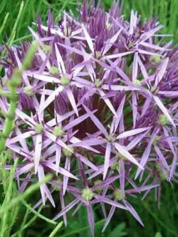 อัลเลี่ยม Allium Christopher - Star of Persia / 15 เม็ด (Belgium)