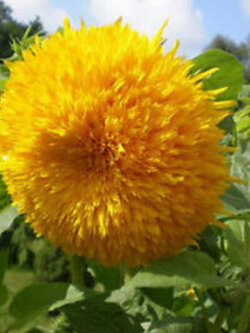 ทานตะวันดอกใหญ่ (Sungold Giant Sunflowe) สีเหลือง / 25 เม็ด (UK)*