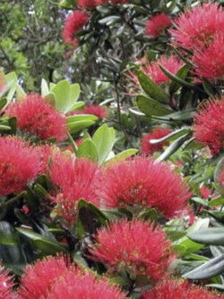 คริสต์มาสนิวซีแลนด์แดง (Red Pohutukawa) / 400 เม็ด (Spain)*