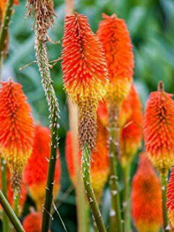 เรด ฮอท โป๊กเกอร์ (Red Hot Poker / Torch Lily) / 10 เม็ด (German)*