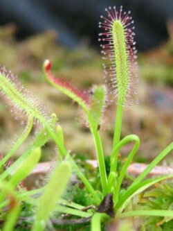 หยาดน้ำค้าง (Sundew Carnivorous / Drosera Capensis) / 10 เม็ด (UK)