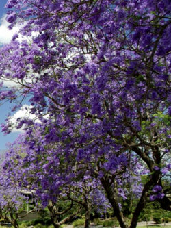 เพาโลเนีย หรือพอโลเนีย (Paulownia tomentosa) / 500 เม็ด (Spain) *