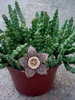 ออร์เบีย วาริกาต้า (Orbea variegata) / 10 เม็ด (Italy)