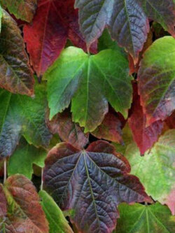 บอสตันไอวี่ญี่ปุ่นใบด่าง (Japanese Creeper Ivy) / 50 เม็ด (Hungary)*