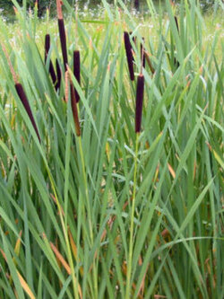 ธูปฤาษี หรือหญ้าสลาบหลวง (Cattail) / 2,000 เม็ด