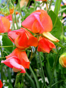 สวีทพี ปริ้นซ์ ออฟ ออเรนจ์ (Sweet Pea - Prince of Orange) / 25 เม็ด (UK)