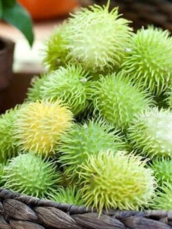 Cucumber Hedgehog / 25 เม็ด (UK)