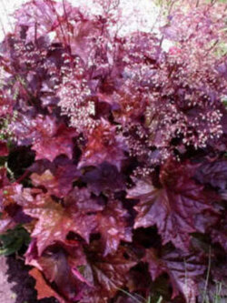 ฮิวเชร่า (Heuchera - Emperor's Cloak) / 100 เม็ด (Australia)*