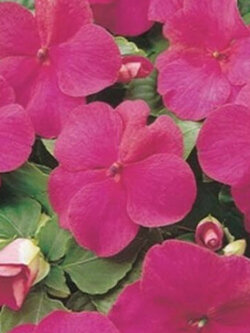 เทียนฝรั่ง (Busy Lizzie - Carmine) / 25 เม็ด (USA)