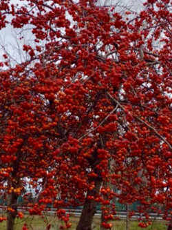 เชอรี่แอปเปิล (Cherry apple / malus baccata) / 20 เม็ด (Spain)