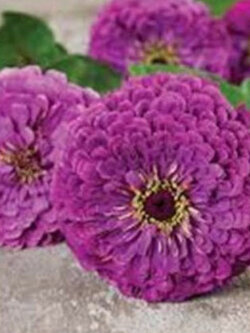 บานชื่น เพอร์เพิ่ล ควีน (Zinnia - Purple Queen) สีม่วง / 15 เม็ด (UK)