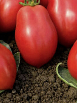 มะเขือเทศ โรมา วีเอฟ (Tomato - Roma VF / Solanum lycopersicum) / 450 เม็ด (UK)