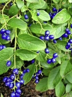 แซฟไฟร์ เบอรี่ (Sapphire Berry / Symplocos paniculata) / 10 เม็ด (USA)*