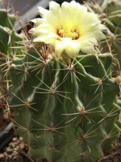 เทโลแคคตัส (Thelocactus) / 25 เม็ด (Russia)