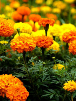 ดาวเรืองอัฟริกัน (African Marigold-Crackerjack) คละ / 300 เม็ด (UK)