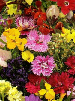 ชุดรวมไม้ดอกไม้ประดับ คละหลายชนิด / 200 เม็ด (Ukraine)*