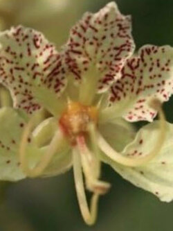 กล้วยไม้ต้น (Orchid Tree / Bauhinia Retusa) / 10 เม็ด (Italy)*