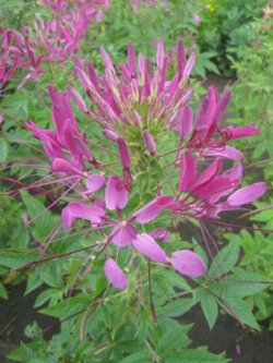 เสี้ยนฝรั่ง ไวโอเล็ท ควีน (Cleome Spinosa - Violet Queen) / 400 เม็ด (UK)