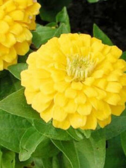 บานชื่น ดอกเหลือง (Zinnia - Canary Bird) / 10 เม็ด (UK)*