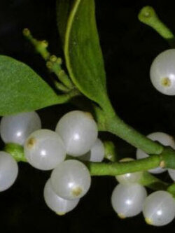 มิสเซิลโท (Mistletoe) / 5 เม็ด (USA)