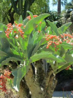 องุ่นนามิเบีย (Namibian grape) หรือองุ่นต้น / เม็ด (Israel) สินค้า Pre-order