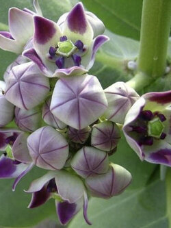 รัก (Crown Flower / Calotropis Gigantea) สีม่วง / 25 เม็ด (Sri Lanka)*