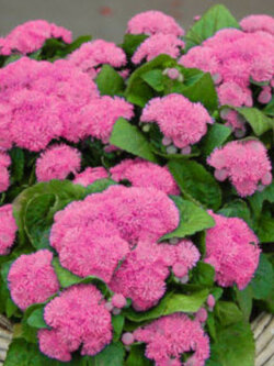 อะเจอราตุ้ม (Ageratum) ชมพู พันธุ์เตี้ย / 2,000 เม็ด (UK)*