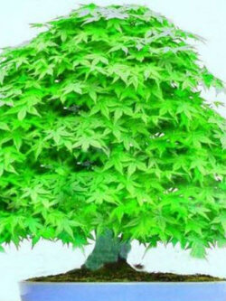 เมเปิ้ลญี่ปุ่น (Japanese Maple) ต้นเตี้ย สีเขียว / 10 เม็ด (UK)