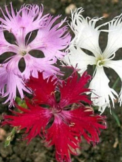 ฟริ้งก์พิงค์ (Fringed pinks) / 20 เม็ด (USA)