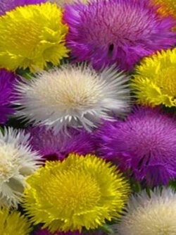 สวีทสุลต่าน (Sweet Sultan) คละ / 200 เม็ด (UK)*