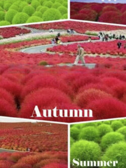 หญ้ากอเชีย หรือพุ่มไม้เพลิง (Burning Bush) / 2,800 เม็ด (UK)*