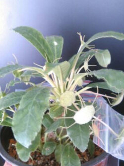 มะพร้าวทะเลทราย (Dorstenia plant) คละ / 10 เม็ด*