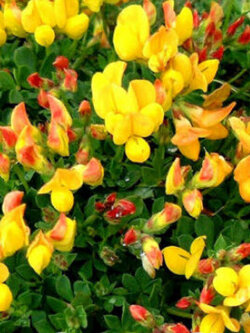 Birds foot Trefoil / 4,500เม็ด (UK)
