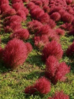 หญ้ากอเชีย (Kochia scoparia - Burning Bush) / 500 เม็ด (France)*