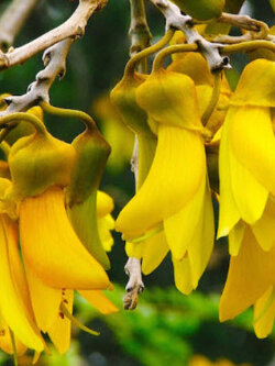 ลิลลี่ภูเขา (Kowhai) / 10 เม็ด (New Zealand)*