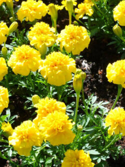 ดาวเรืองฝรั่งเศส (French Marigold-Petite Yellow) / 350 เม็ด (UK)