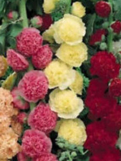 ฮอลลี่ฮ็อค (Hollyhock - Chaters Double Triumph) คละ / 260 เม็ด (UK)*