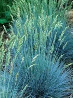 หญ้าบลูเลิฟ (Blue Love Grass) / 100 เม็ด (USA)*