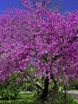 จูดาส/ยูดาส (Judas tree / Cercis siliquastrum) / 25 เม็ด (Hungary)*