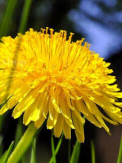 แดฟโฟดิล หรือดารารัตน์ (Dandilion) สีเหลือง / 2,000 เม็ด (UK)*