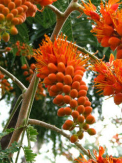 ทองพลุ (Colville's Glory) / 5 เม็ด (USA)* หายาก