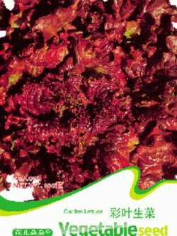 สลัดผักกาดแดง (Red Leaf Lettuce) / ซอง 100 เม็ด