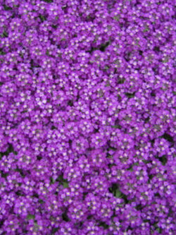 อลิสซั่ม หรือสวีทอลิสซั่ม (Sweet Alyssum) สีม่วง / 2,500 เม็ด (UK)*